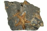 Ordovician Starfish (Petraster?) With Crinoid - Morocco #217081-1
